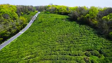 4K航拍春天风景农业自然风光茶园采茶视频的预览图